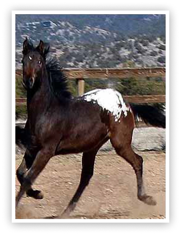 Introduction to the “Tiger Horse” Breed and Comparison with Other Horse Breeds